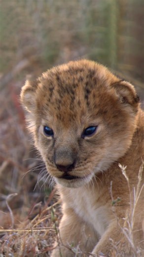 Lion cub roars are unmatched 🦁💛 These little cubs are just getting started, and as they grow, so will their roar. For males, that mighty sound could one day travel up to five miles across sub-Saharan Africa. | National Geographic Animals