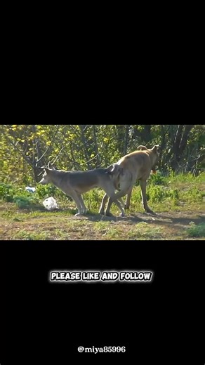 Dog Breeding Journey: Step-by-Step Guide for Healthy Puppies