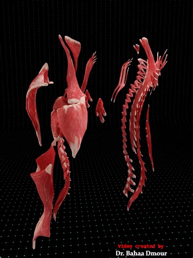 Back Muscles Anatomy Revealed | Strength by Design