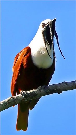 4K Relaxing Forest Bird Sounds – Exotic Birds Chirping, Singing & Nature Ambience for Sleep, Study