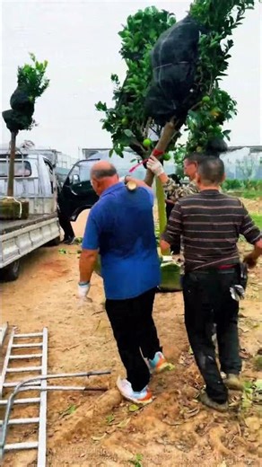Garden workers moving large trees: a perfect combination of strength and skill