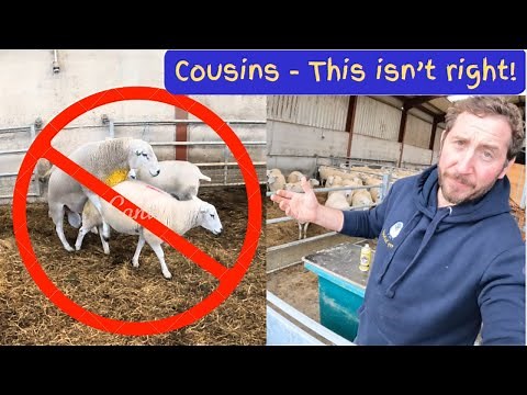 Sheep Breeding Tips: Sorting, Raddling, and INBREEDING Prevention