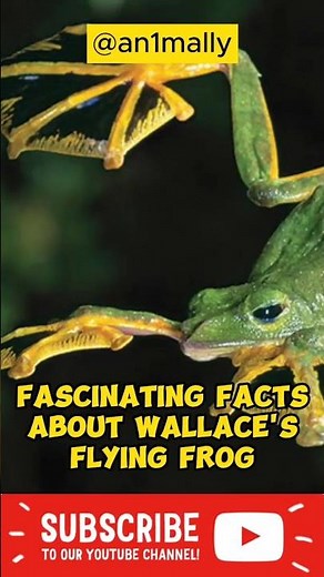 Fascinating Facts About Wallace's Flying Frog