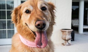 20 Most Interesting Facts About Dogs - Fun and Scientific Trivia!