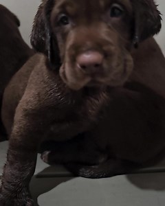 8.4K views · 1.8K reactions | Chocolate Labrador Retriever pups on a sleepy, rainy day | SportingDog Adventures | Facebook