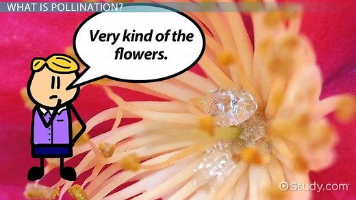 Pollination | Definition, Process & Forms