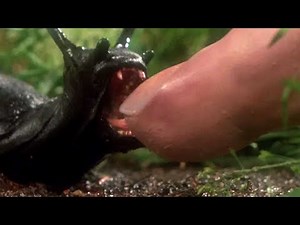 The Most Savage Animal Attack Horror Movies