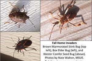 Why are all these bugs appearing on the side or inside of my home?