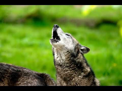 Wolf howling sound effect #wolfsounds #wolfhowling