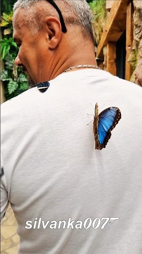 🦋 BUTTERFLY INVASION 😱 Man Attacked by Beautiful Butterflies #butterflyinvasion #butterflies #nature