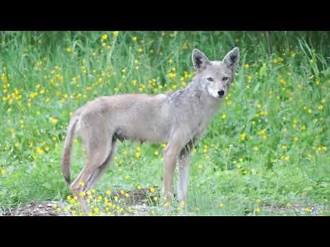 Coyote howl