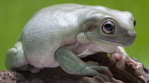 White's Tree Frog - Care Guide, Habitat Setup, Diet, and More