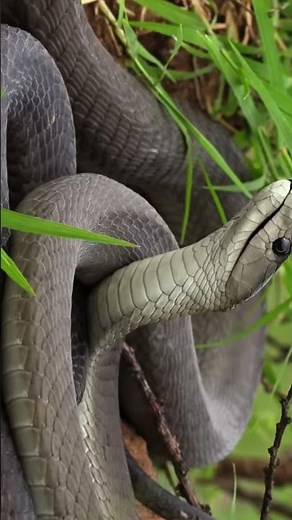 "Black Mamba: The Fastest & Deadliest Snake –