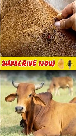 Removing Botfly from Cow | Safe Cow Skin Care Treatment | Educational Video