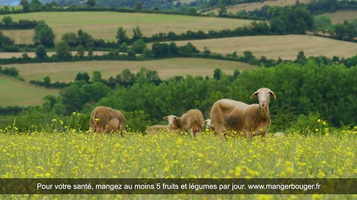 4.6K views · 131 reactions | On est trop fiers de passer à la TV  sur France 2 et France 3 ! Au cas où vous n'auriez pas vu notre spot, on vous le met ici ⬇️. Film tourné chez une famille de nos éleveurs en Aveyron . Notre lait de brebis provient à 100% du sud-ouest de la France  "Le Petit Basque, un grand yaourt de brebis !". | Le Petit Basque | Facebook