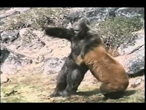 Re: Bear Vs. Gorilla