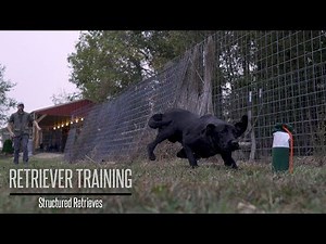 Teaching Your Gundog to Retrieve - Hunting Dog Training