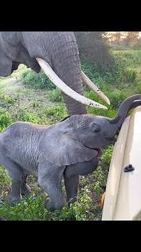 Mama elephant tries to stop stubborn baby from entering tourist bus