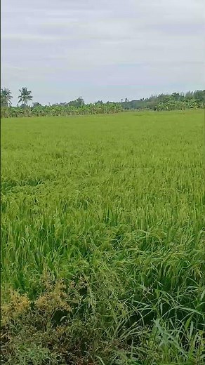Cold wind#Today's weather#Strong wind#Simple life#Rice field