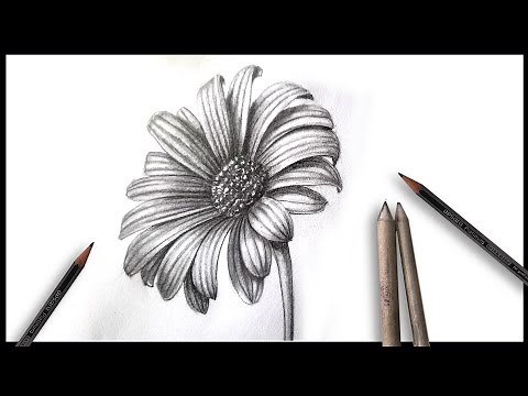Realistic flower drawing tutorial how to draw daisy flower drawing step by step