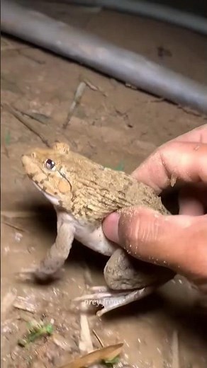 Funny frogs Catching | Wep wep catching frogs funny | boing catch frogs make you laugh #shorts p-4
