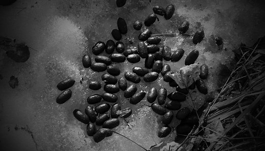 Squirrel Poop vs Rat Poop (Identifying Rodent Droppings)