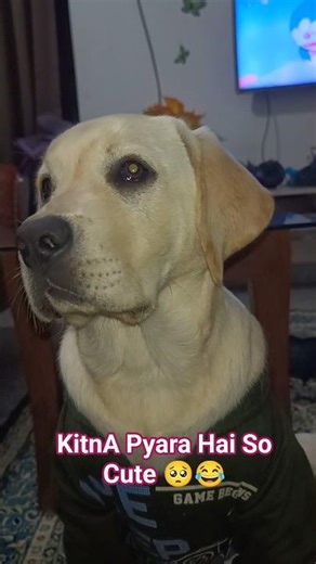 Kitna Pyara Hai So Cute 🥺🐶🐕 #viral #funnydog #labrador #funny #cute #dogshorts #video