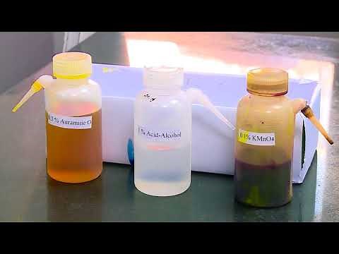 11 Demonstration of sputum smear examination for diagnosis of tuberculosis