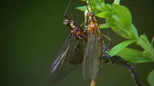 887K views · 6.2K reactions | As a mayfly larvae emerges out of its shell, this will be the most important—and only—day of its adult life. | National Geographic | Facebook