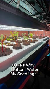 10K views · 885 reactions | Bottom watering is a game-changer for strong, healthy seedlings!  It encourages deep root growth, prevents damping off, helps keep fungus gnats away, and so much more! Simply let the soil soak it up from below—your seedlings will thrive! #SeedStarting #BottomWatering #HealthySeedlings #IndoorGardening #FromSeedToSpoon #indoorseedstarting #GardeningTips #GrowYourOwn #gardentips #gardening101 #beginnergardener #seedtospoon | From Seed to Spoon | Facebook