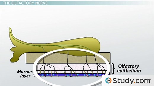 Olfactory Bulb | Structures, Function & Location
