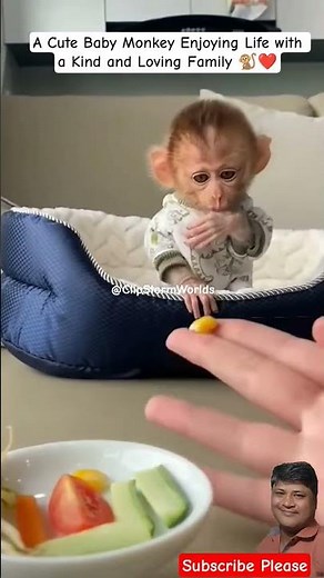 A Cute Baby Monkey Enjoying Life with a Kind & Loving Family 🐒❤️ #babymonkey #shorts #viral #fypシ