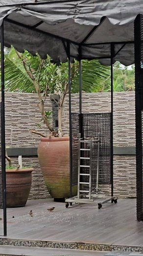 #sparrow the cuties.. #spreadlove #liveandletlive