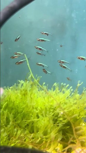 Rasbora axelrodi blue small micro fish for planted aquariums