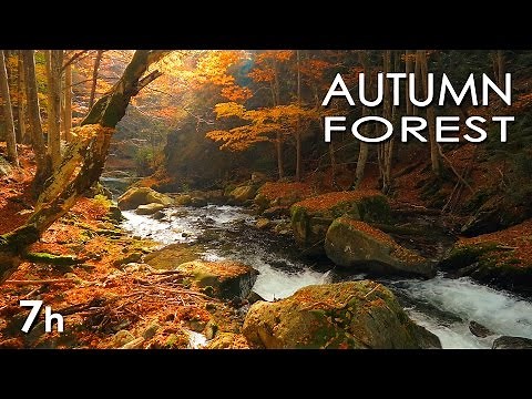 Autumn Forest - River Sounds - Relaxing Nature Video - White Water - HD - 1080p