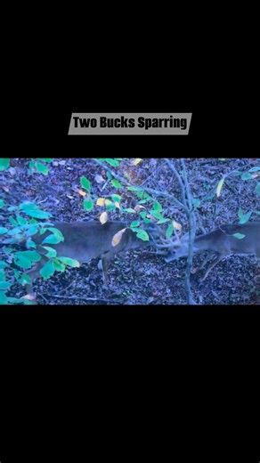 A real buck never backs down #deer #antlers #buck | Kim Fox Walker | Facebook