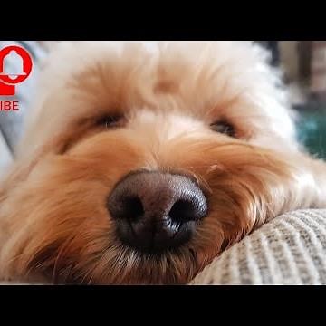How to - Cockapoo grooming - Demystifying Cockapoo grooming
