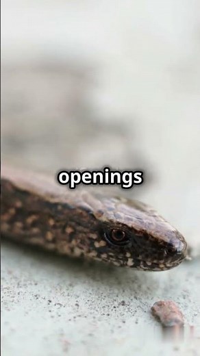 "Legless Lizard: Snake or Lizard? The Truth Revealed!"