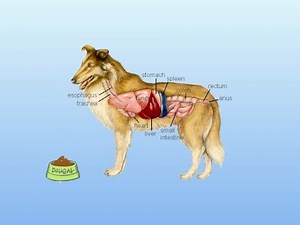 dog digestion