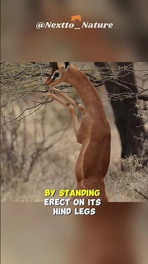 Gerenuk | The Standing Antelope