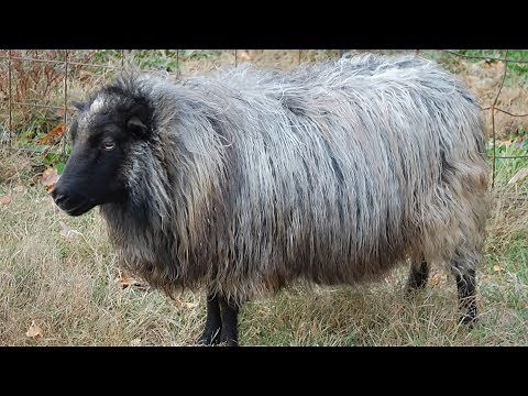 Icelandic Sheep | Ancient Grass Based Genetics
