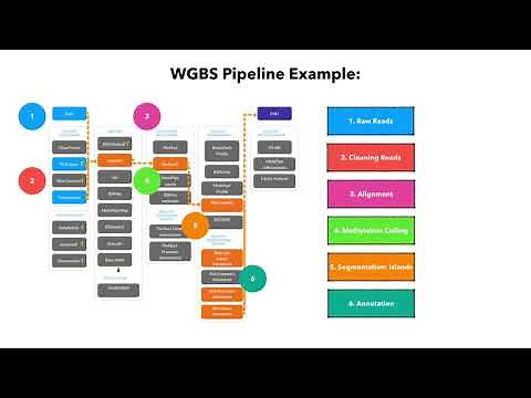 Epigenetics 2 - DNA methylation and Bisulfite Sequencing