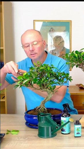 Ficus Bonsai Tree Care | Learn how to Prune, Water, Feed & Where to Place your Ficus Bonsai Tree.