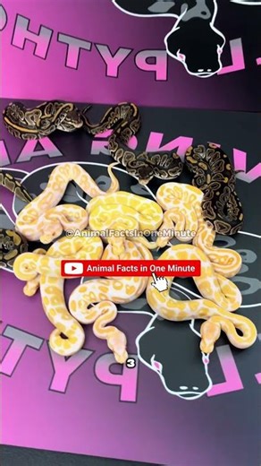 Why Ball Pythons Are the World’s Calmest Snakes