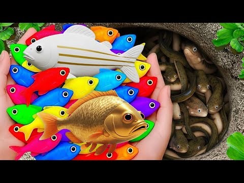 Catch beautiful freshwater aquarium fish in giant colorful egg, turtles, molly, gold fish, koi fish