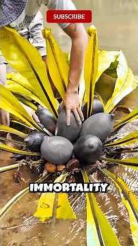 Top 5 Most Exotic Fruits Found Only in China! #shorts #fruits #exotic