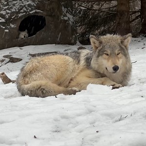27K views · 7.7K reactions | Peace. Love. Wolves  | Wolf Conservation Center | Facebook