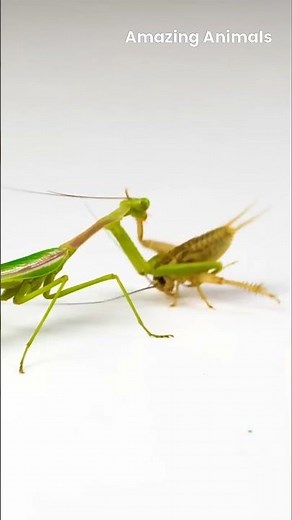 The Silent Hunter Amazing Facts About the Praying Mantis