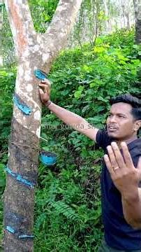 रबर के पेड़ की जानकारी #viralvideo #shorts #farming #viralvideo