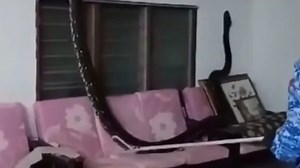 Giant 18-foot python falls through ceiling into family home